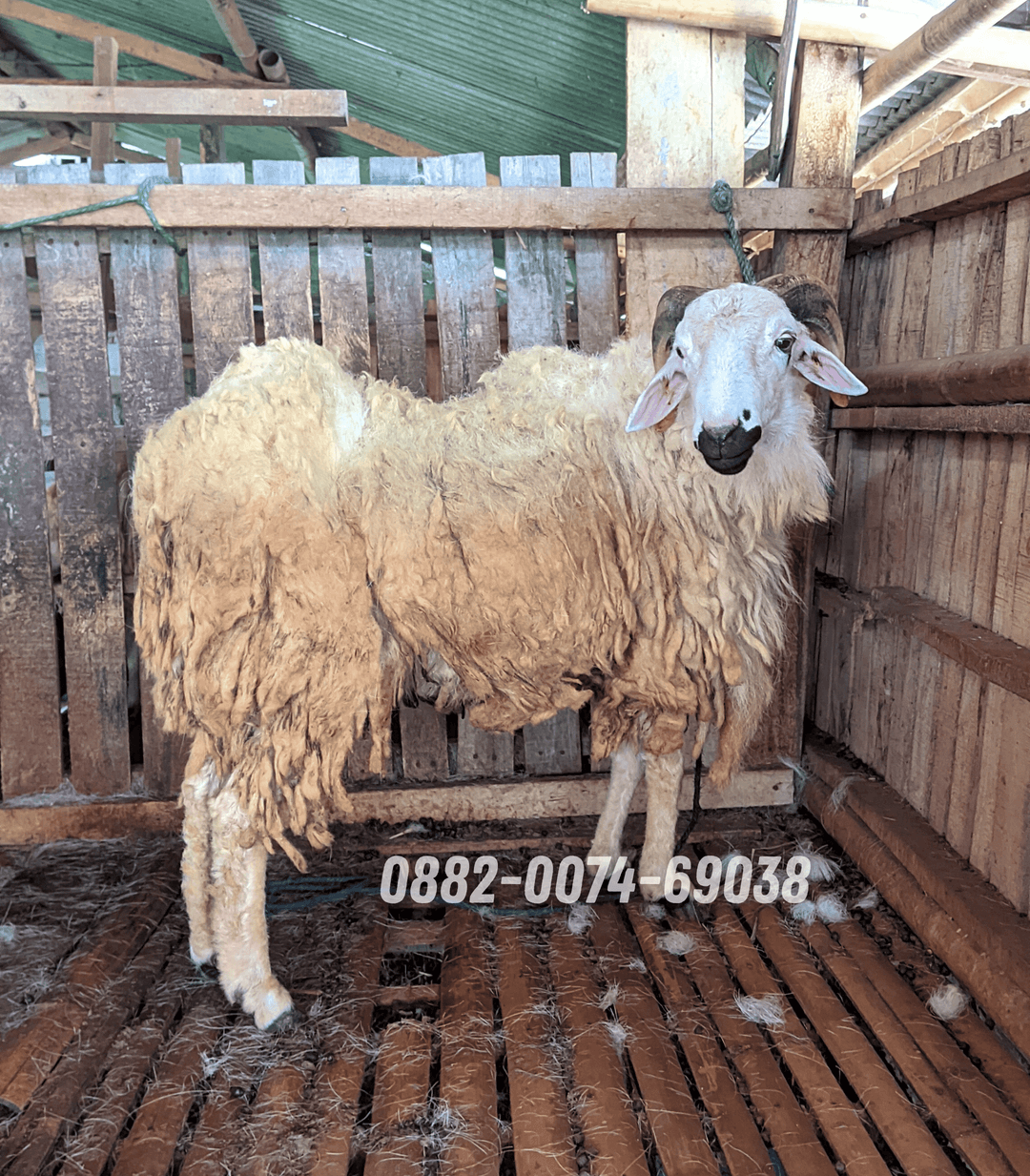 Hewan Kambing KA01