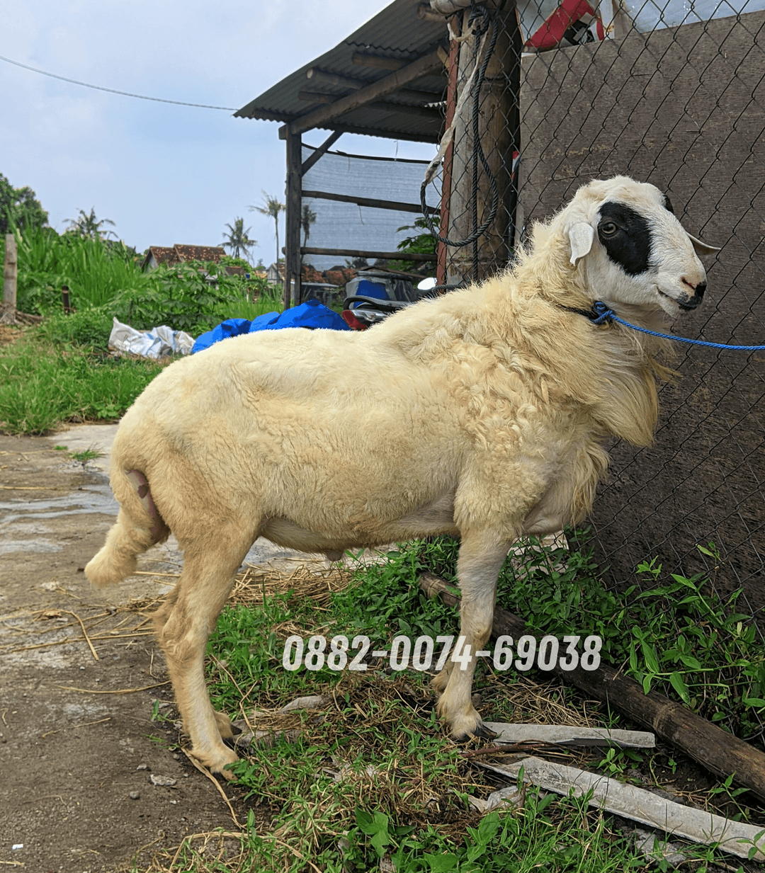 Hewan Kambing KA02