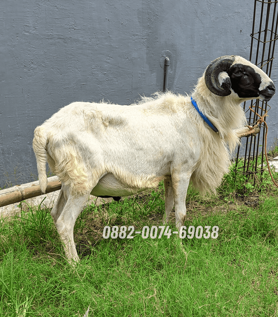 Hewan Kambing KA03