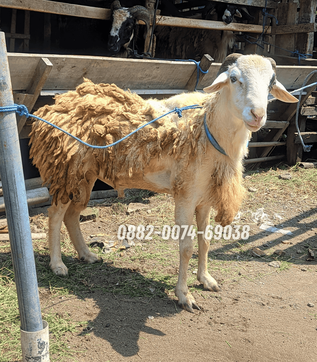 Hewan Kambing KA04