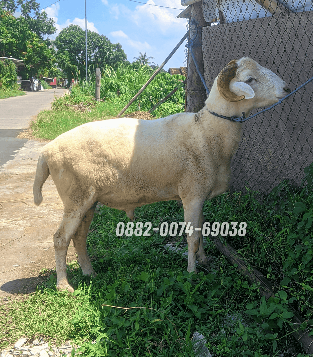 Hewan Kambing KA05
