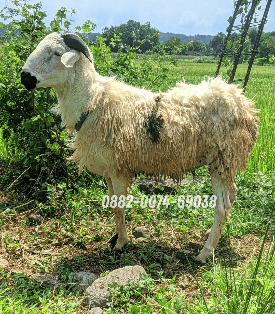 Hewan Kambing KA06