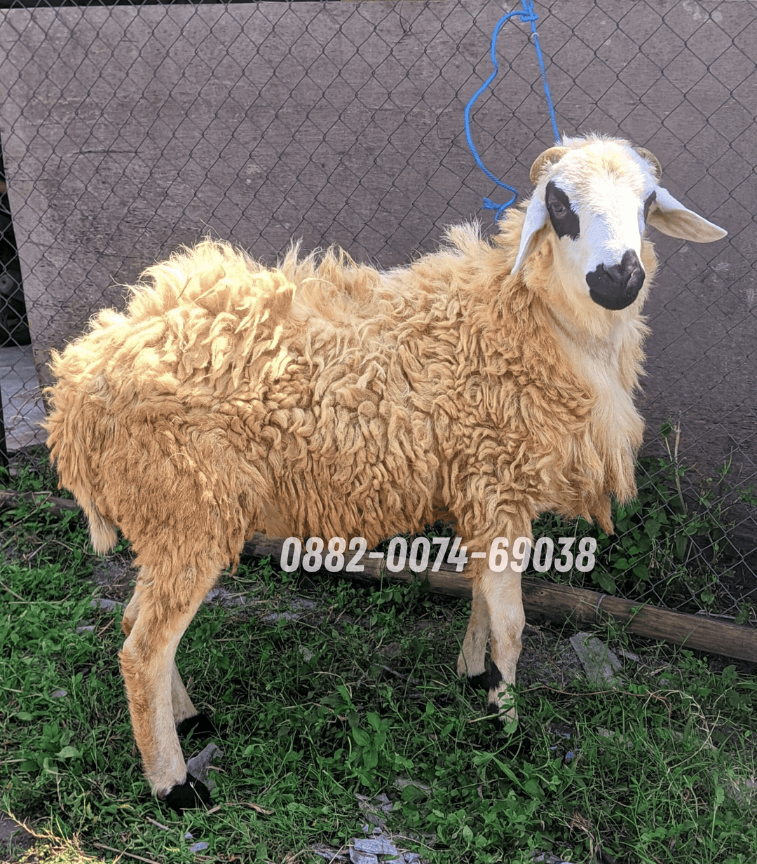 Hewan Kambing KA07