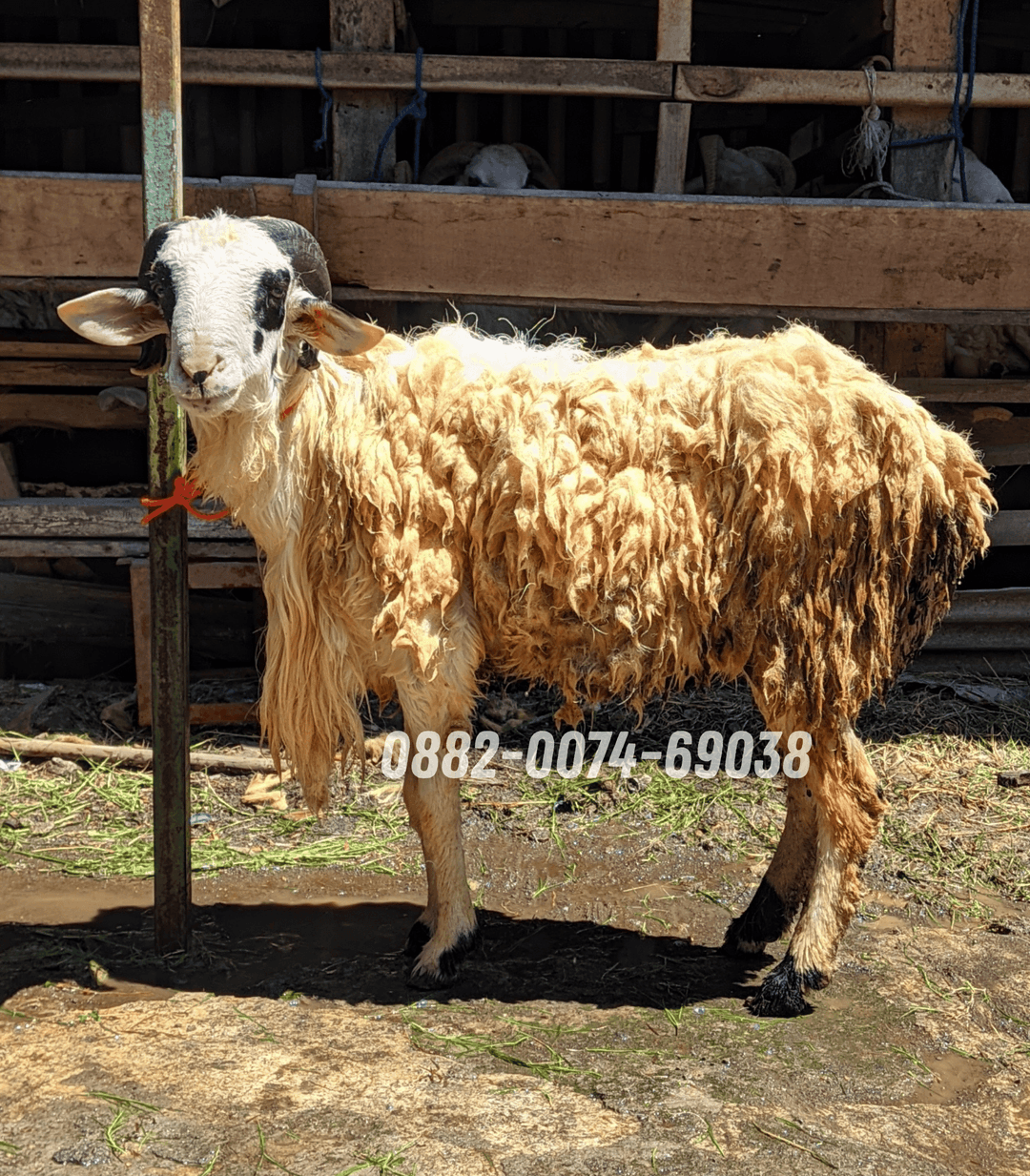 Hewan Kambing KA08