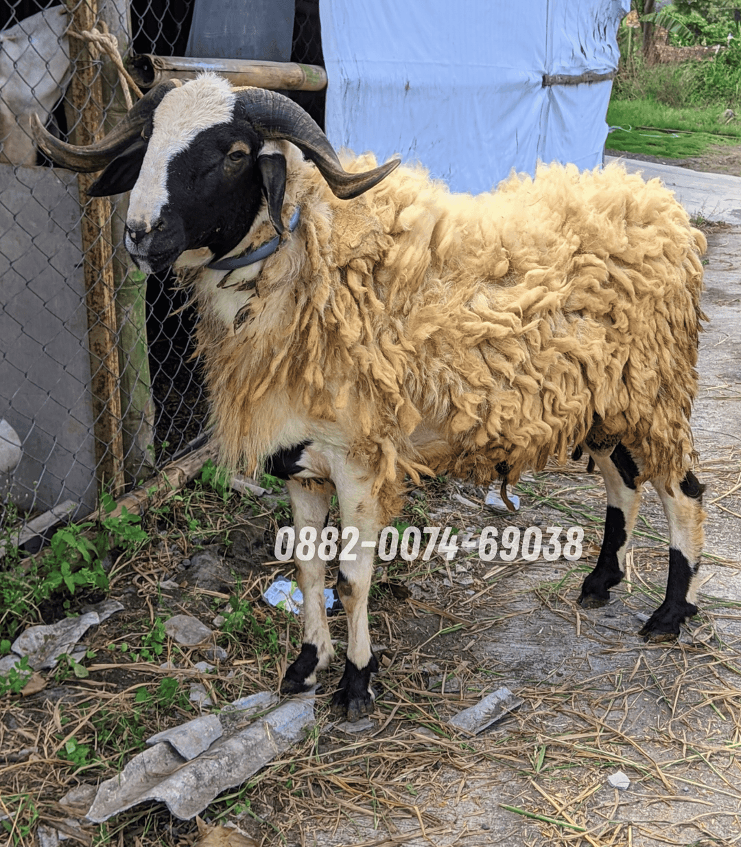 Hewan Kambing KA09