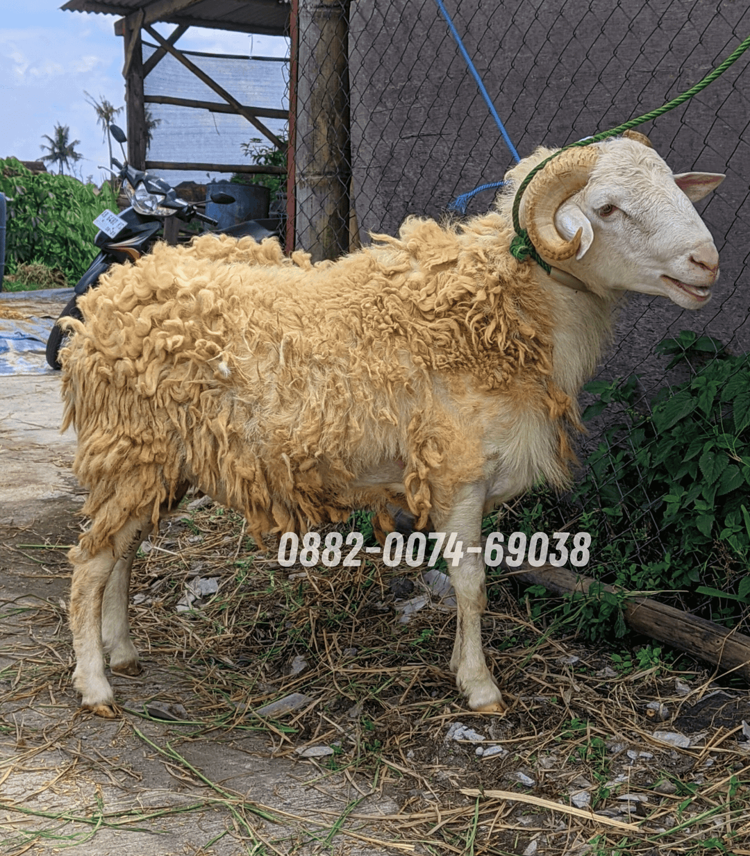 Hewan Kambing KA10
