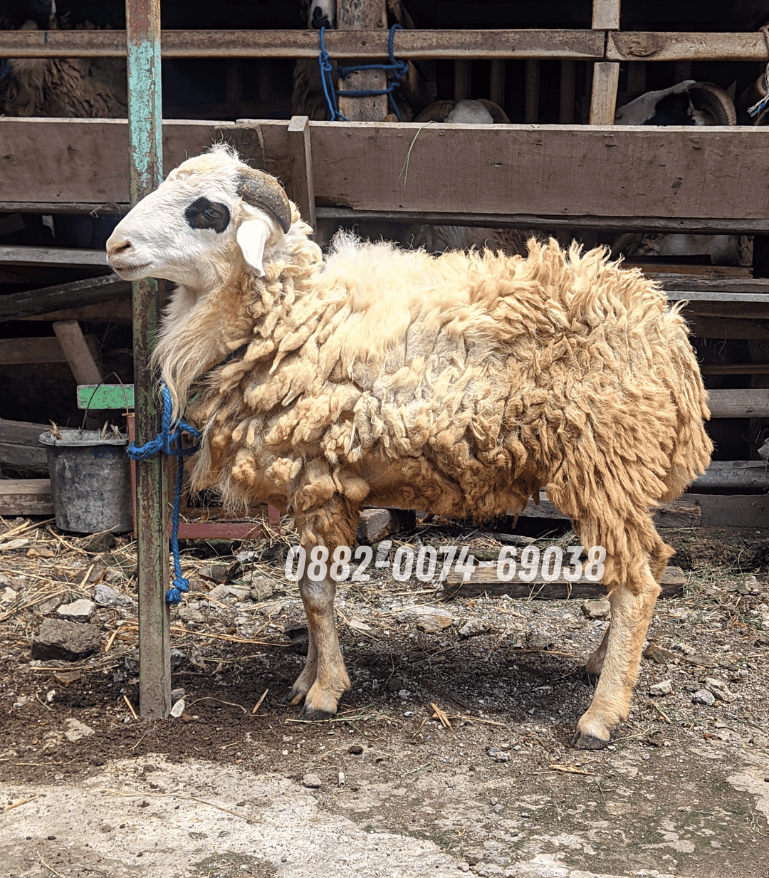 Hewan Kambing KB01