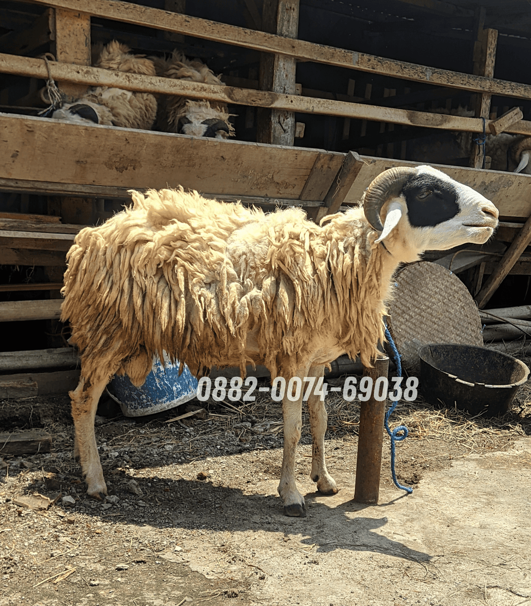 Hewan Kambing KB02