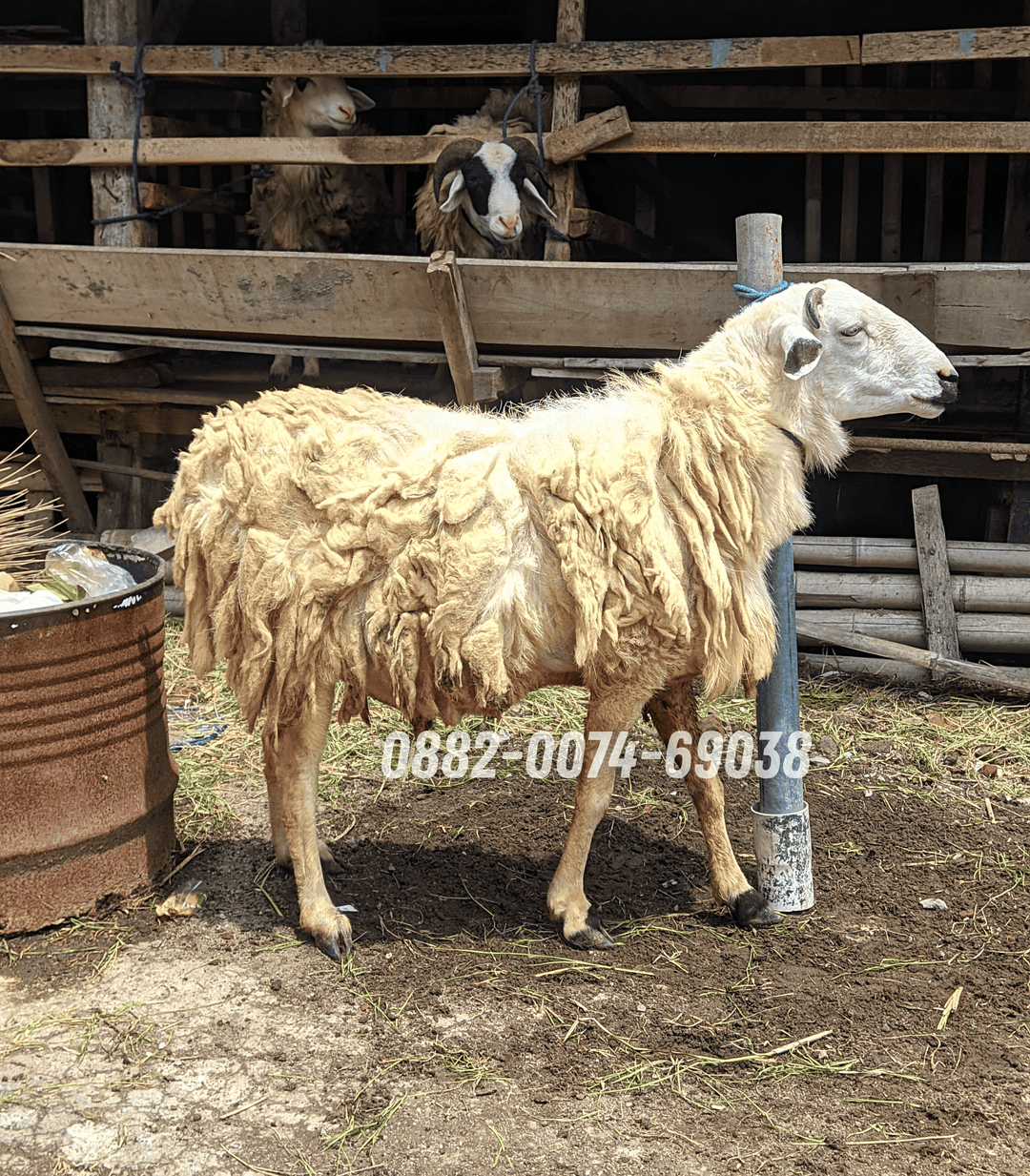 Hewan Kambing KB03