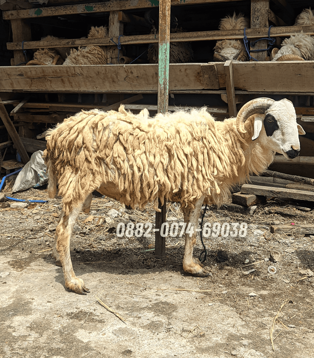 Hewan Kambing KB04