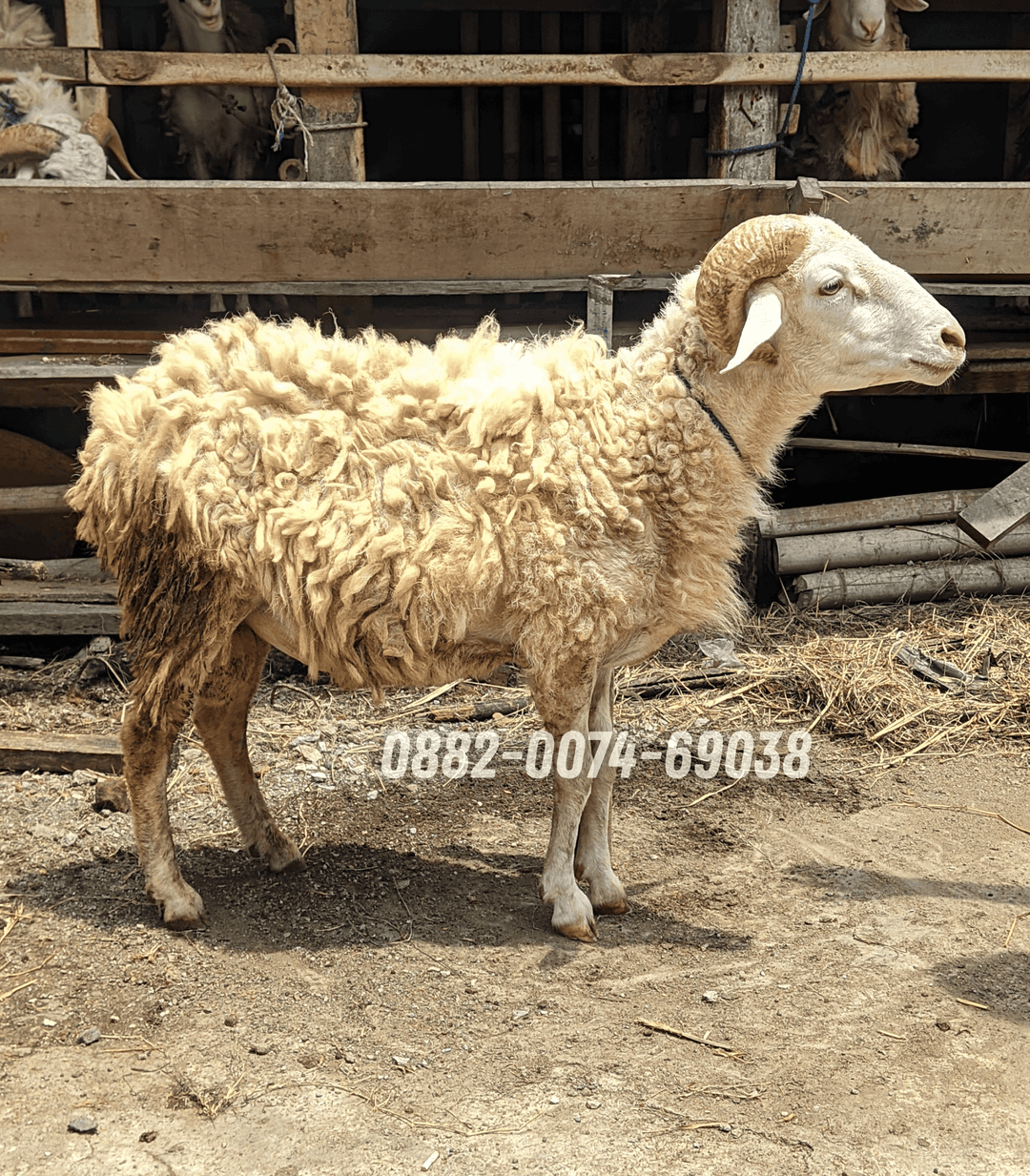 Hewan Kambing KB05
