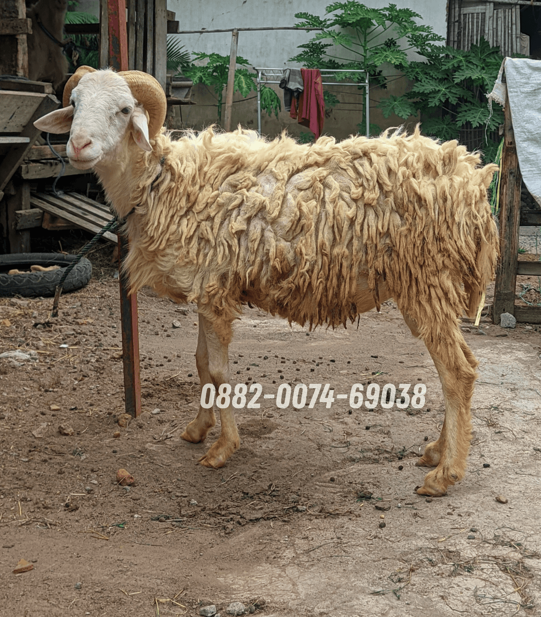 Hewan Kambing KB06