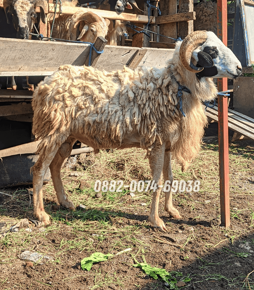 Hewan Kambing KB07