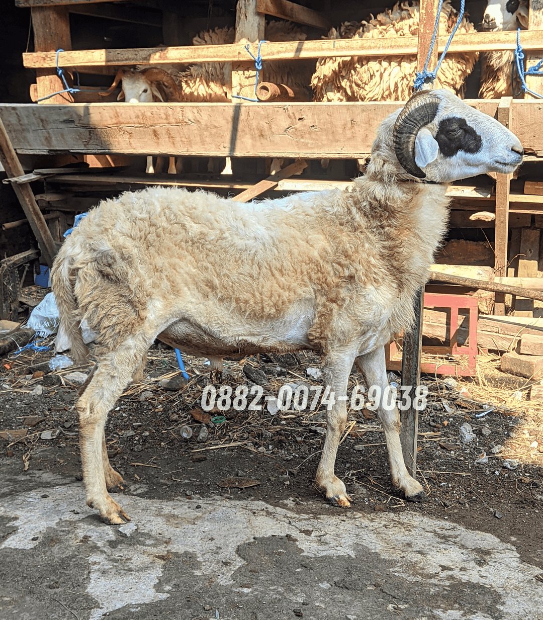 Hewan Kambing KB08