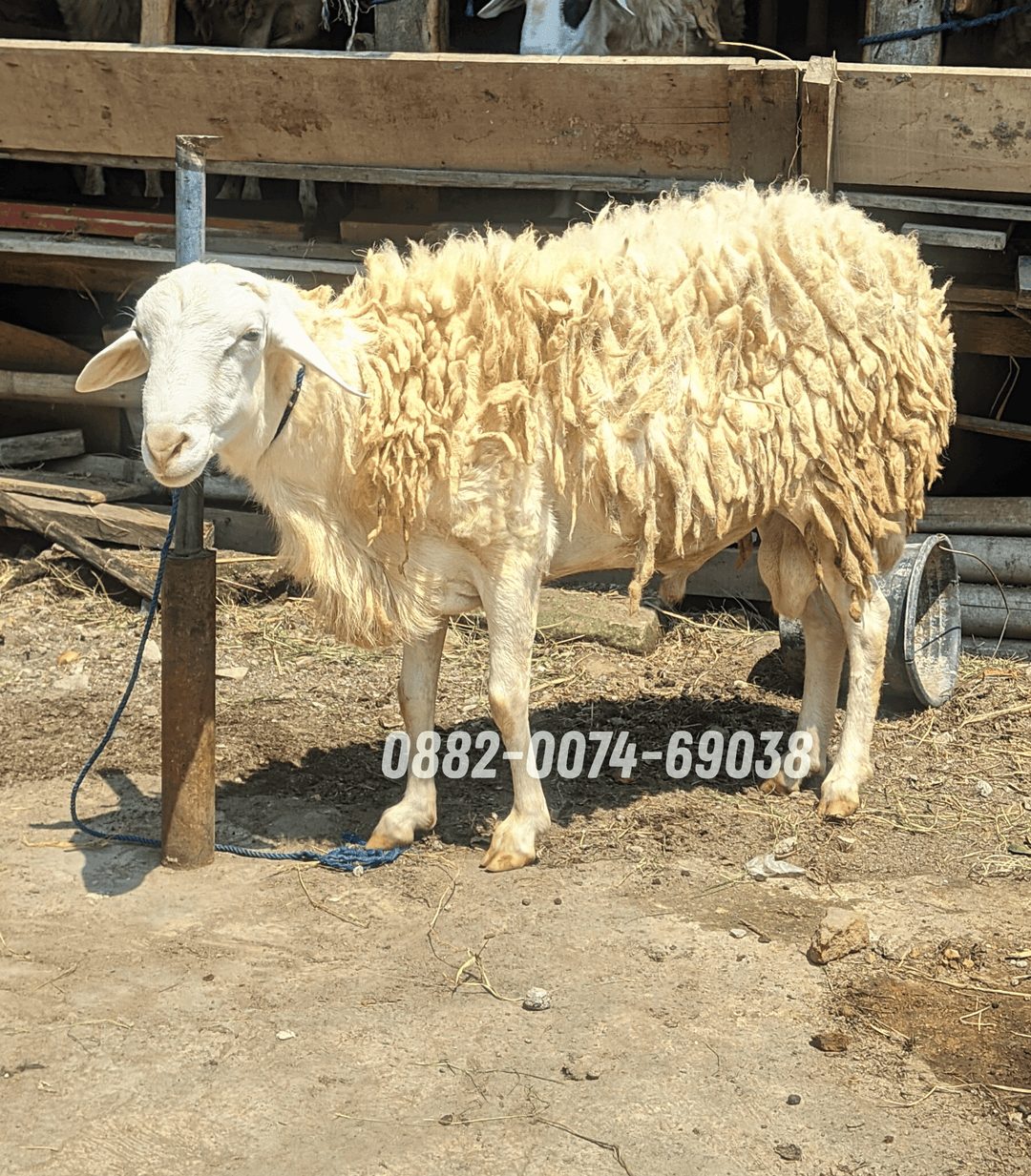Hewan Kambing KB09
