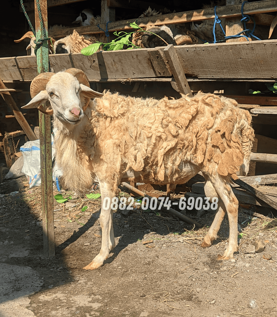 Hewan Kambing KB10