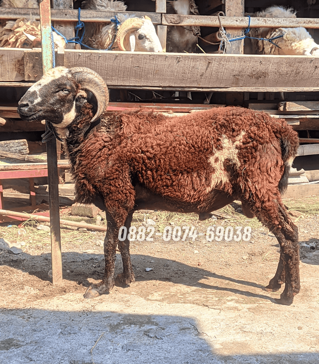 Hewan Kambing KB11