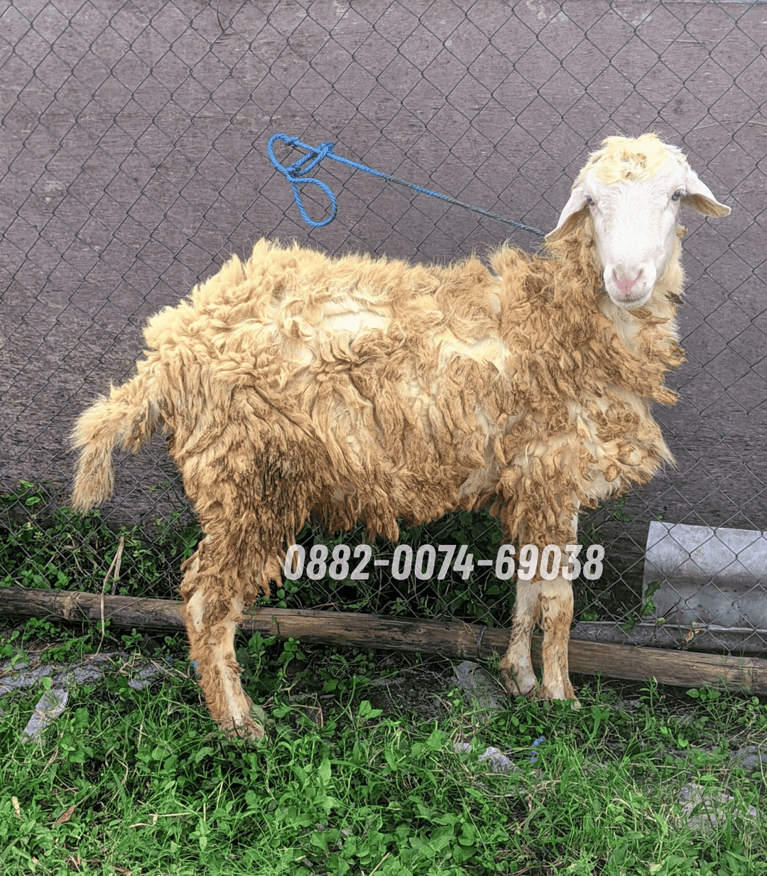 Hewan Kambing KB12