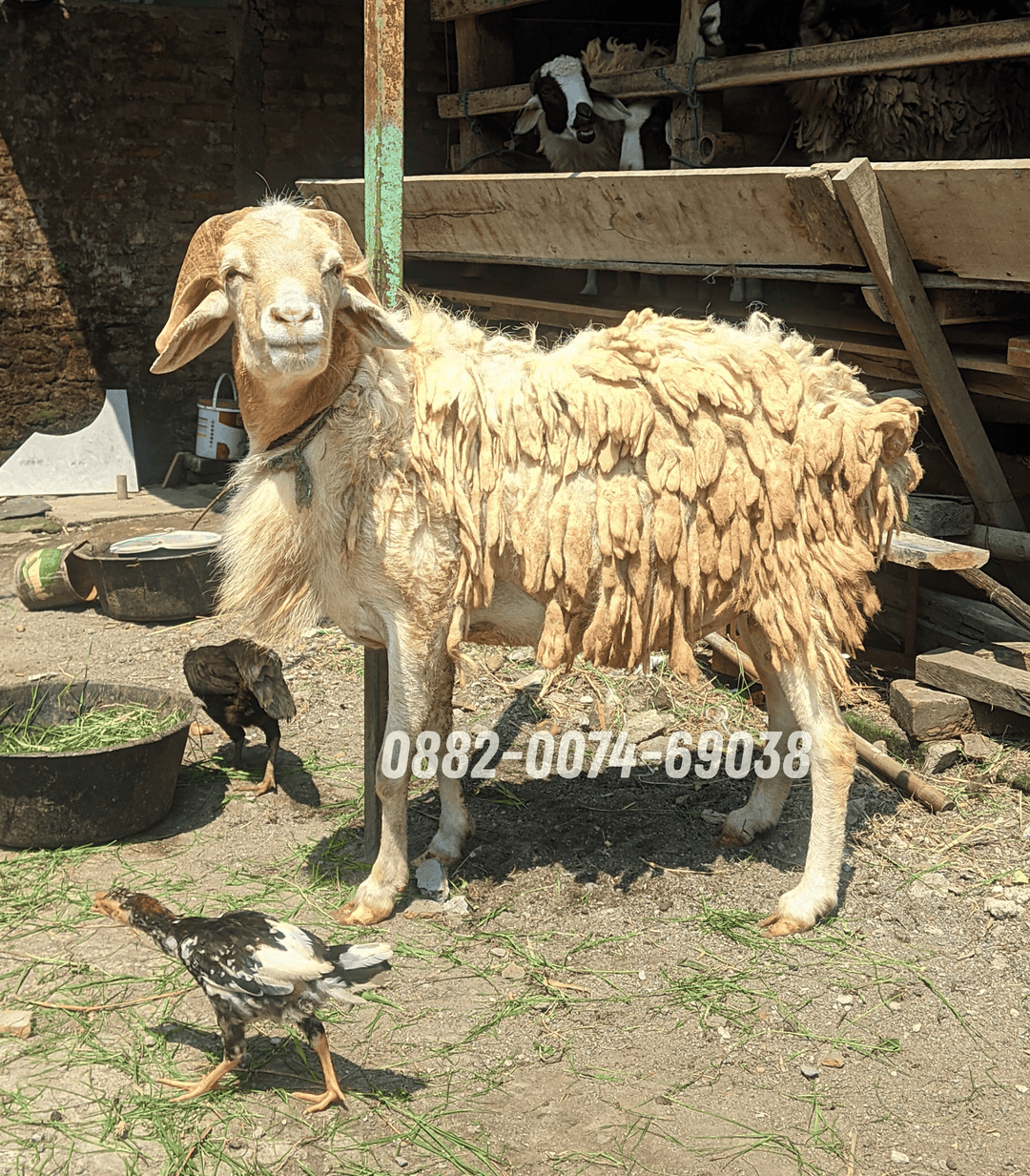 Hewan Kambing KB13