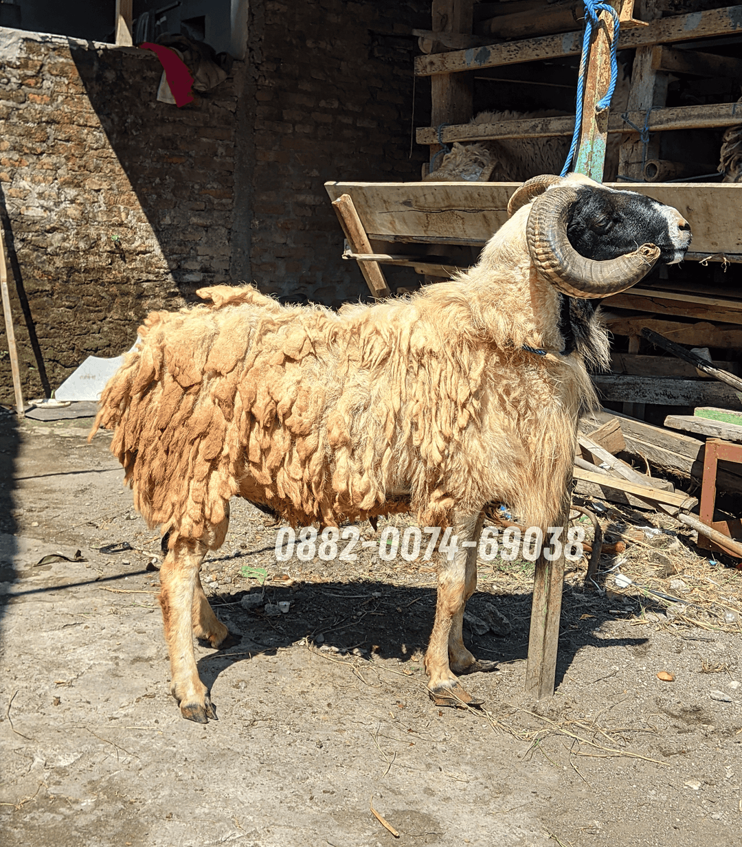 Hewan Kambing KB14