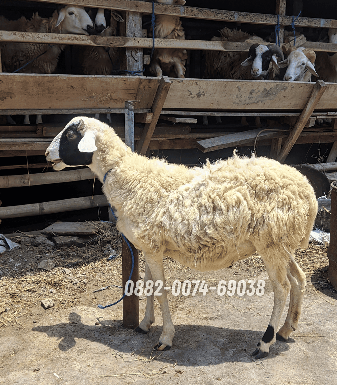Hewan Kambing KC01