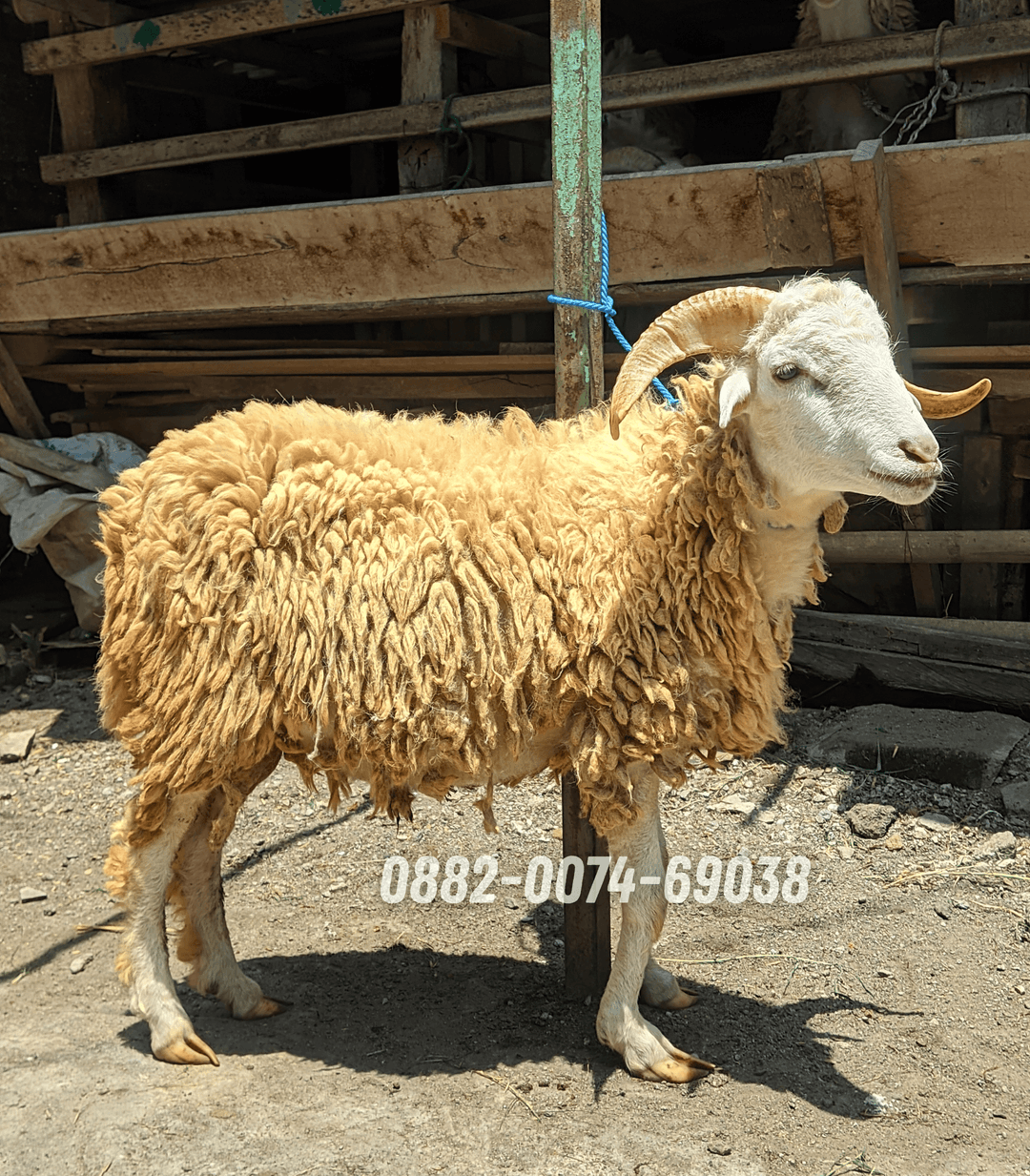 Hewan Kambing KC02