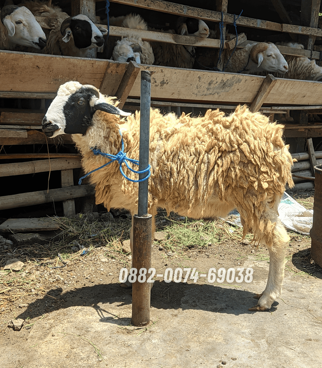 Hewan Kambing KC03