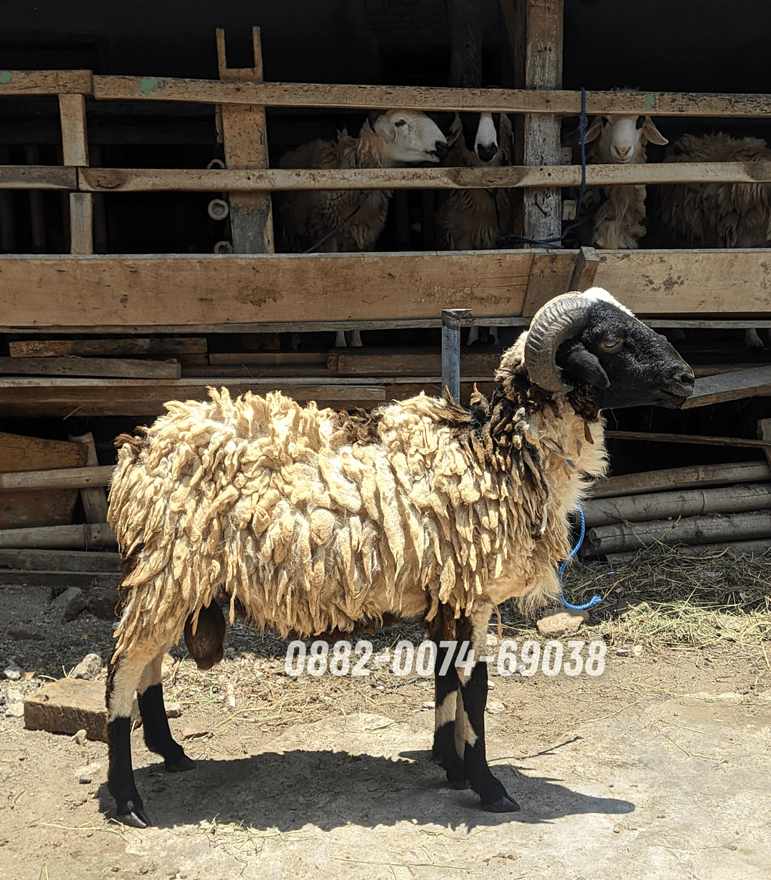 Hewan Kambing KC04