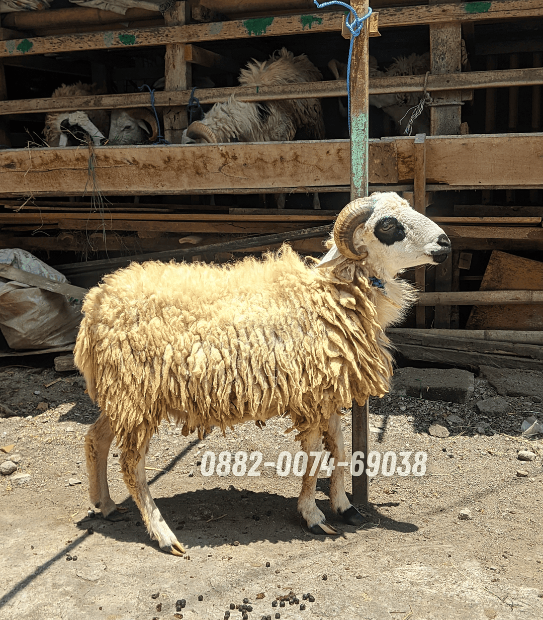 Hewan Kambing KC05
