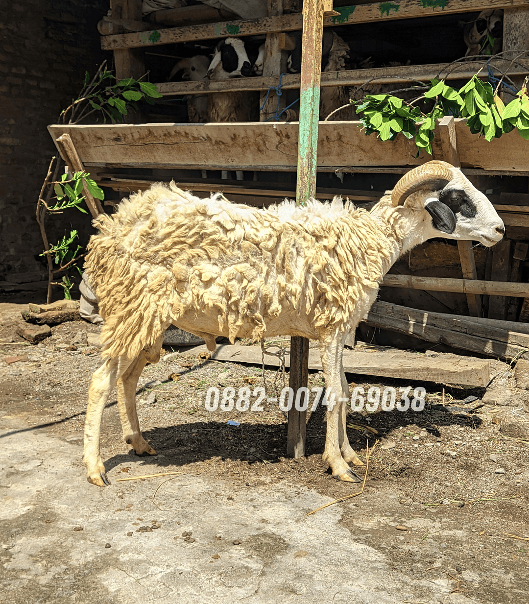 Hewan Kambing KC06