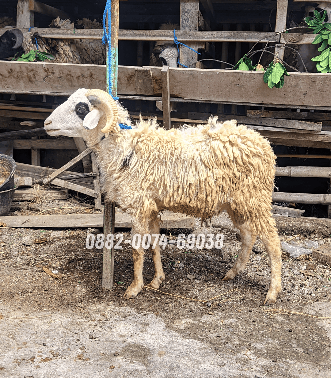 Hewan Kambing KC07