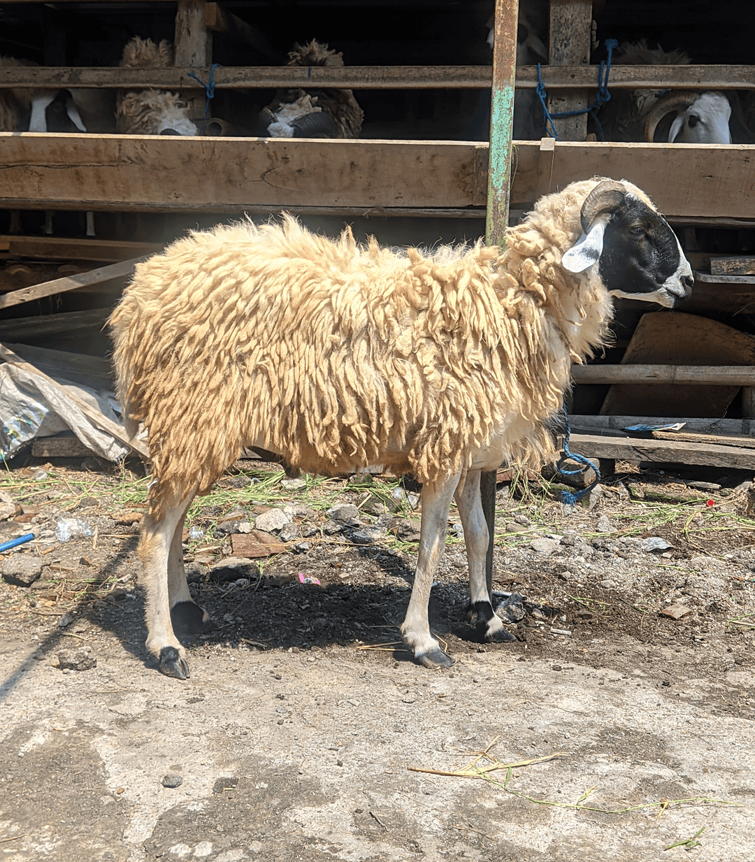 Hewan Kambing KC08