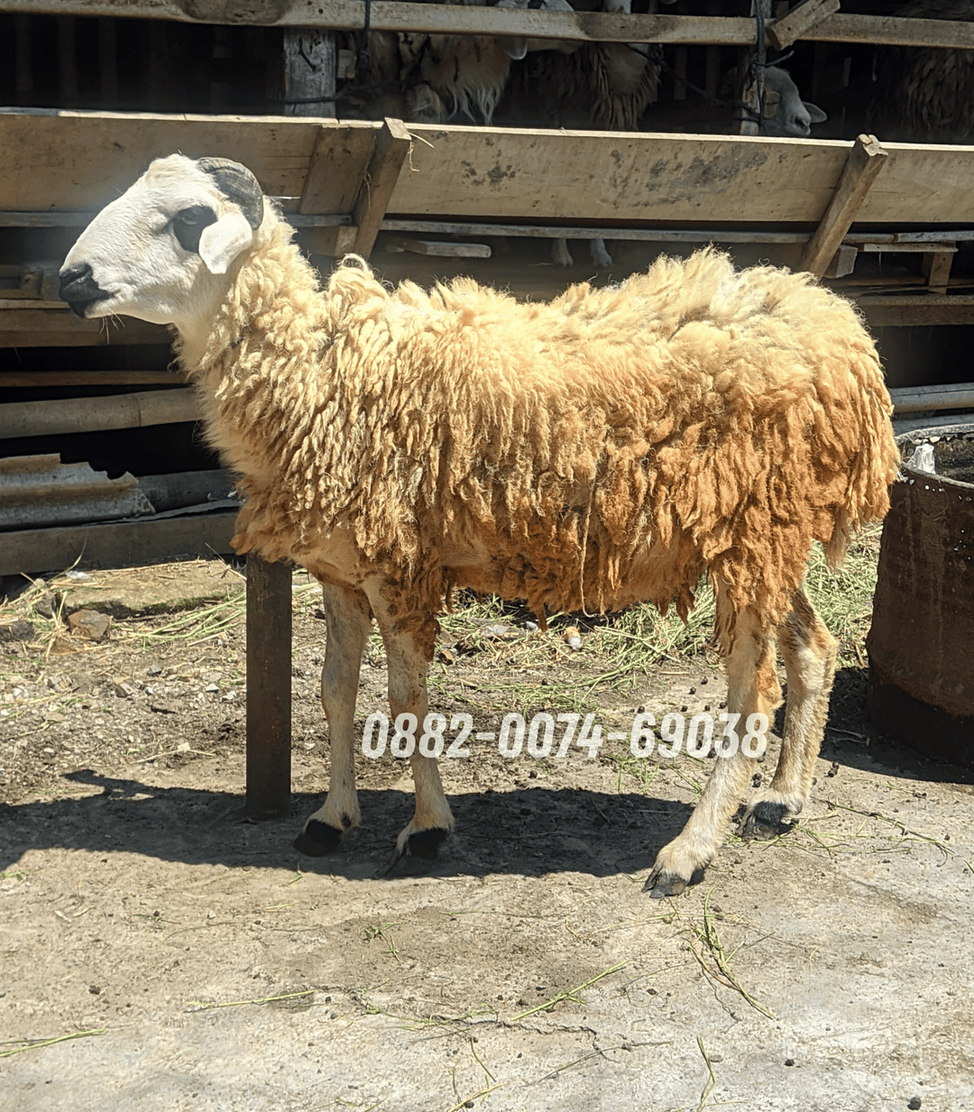 Hewan Kambing KC09