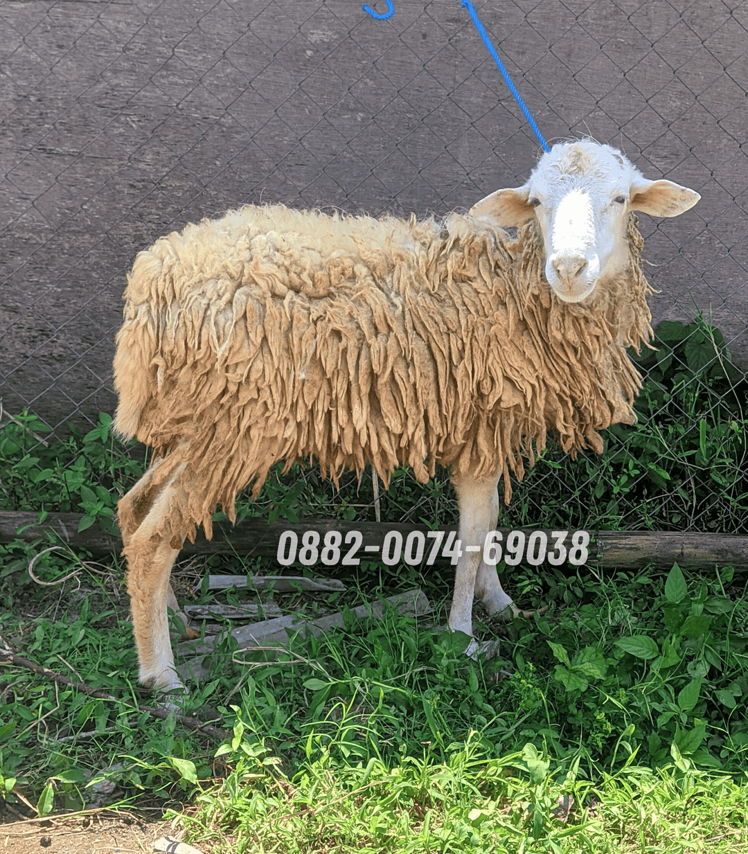Hewan Kambing KC10