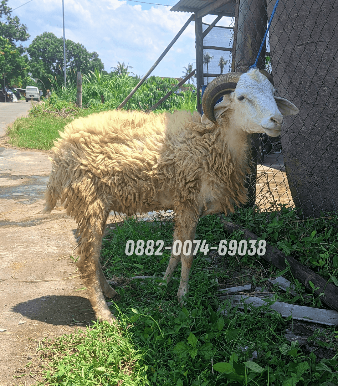 Hewan Kambing KC11
